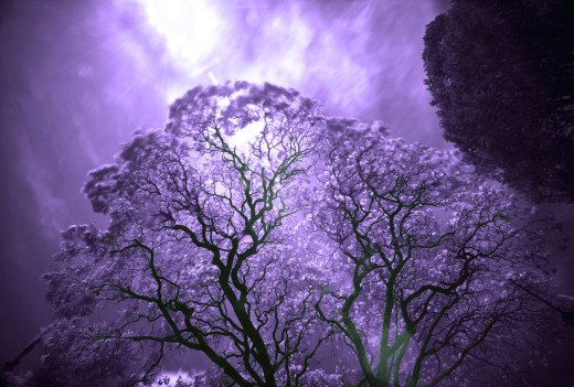 1021954 (a): :1949x1312